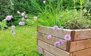 planter of aromatic plants with chives flower in wooden pot